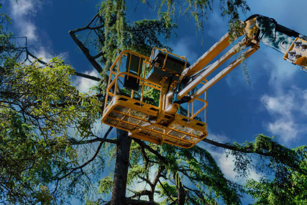 Professional Tree Services in Lake Ridge, VA